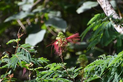 Calliandra calothyrsus, photographed by Neptalí Ramírez Marcial