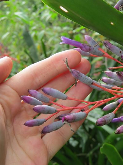 Portea petropolitana, photographed by Victor Farjalla Pontes