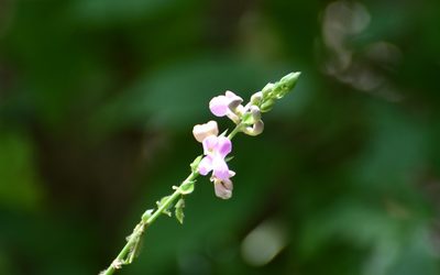 Phaseolus microcarpus, photographed by Neptalí Ramírez Marcial