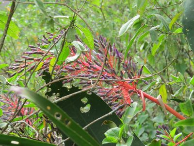 Portea petropolitana, photographed by Victor Farjalla Pontes