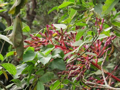 Portea petropolitana, photographed by Victor Farjalla Pontes