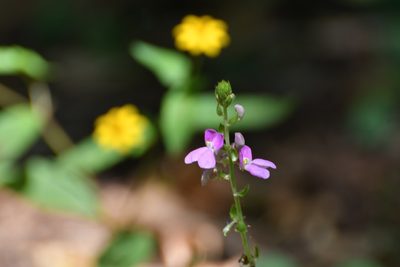 Phaseolus microcarpus, photographed by Neptalí Ramírez Marcial