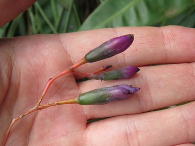 Portea petropolitana, photographed by Victor Farjalla Pontes