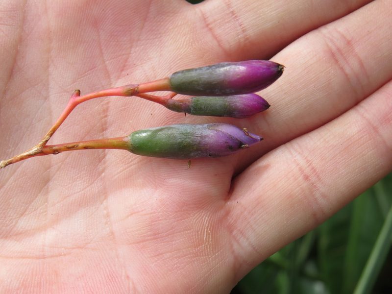 Portea petropolitana, photographed by Victor Farjalla Pontes
