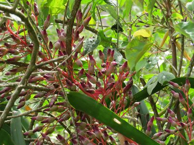 Portea petropolitana, photographed by Victor Farjalla Pontes