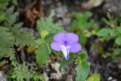 Achimenes longiflora, photographed by Neptalí Ramírez Marcial