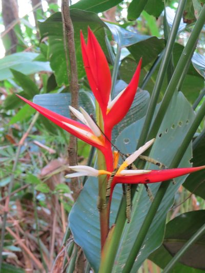 Heliconia angusta, photographed by Victor Farjalla Pontes