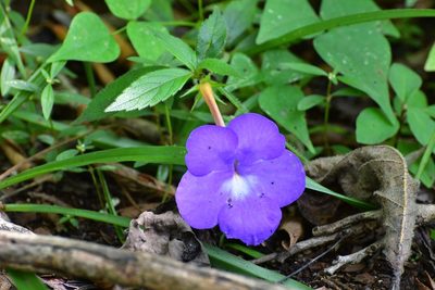 Achimenes longiflora, photographed by Neptalí Ramírez Marcial