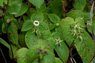 Achimenes warszewicziana, photographed by Neptalí Ramírez Marcial