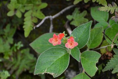 Kohleria rugata, photographed by Neptalí Ramírez Marcial