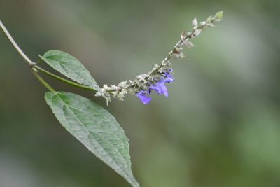 Salvia connivens, photographed by Neptalí Ramírez Marcial