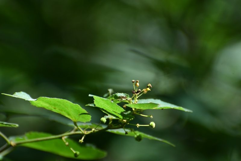 Ayenia micrantha, photographed by Neptalí Ramírez Marcial