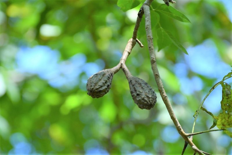 Cedrela salvadorensis, photographed by Neptalí Ramírez Marcial