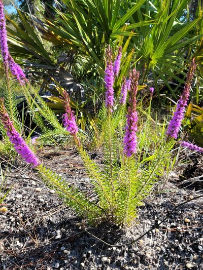 Liatris chapmanii, photographed by Jay Horn