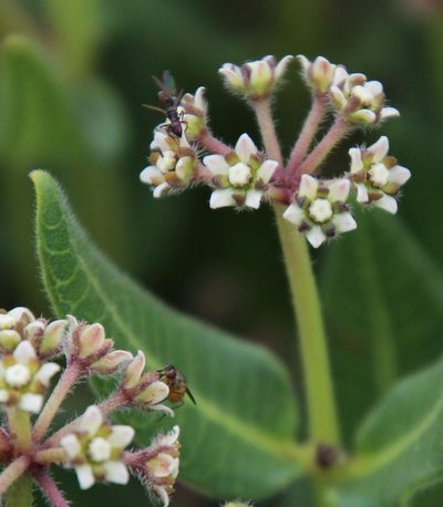 Xysmalobium parviflorum, photographed by Tony Rebelo