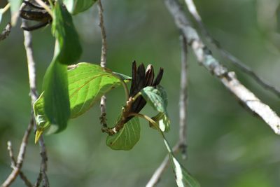 Hauya elegans, photographed by Neptalí Ramírez Marcial