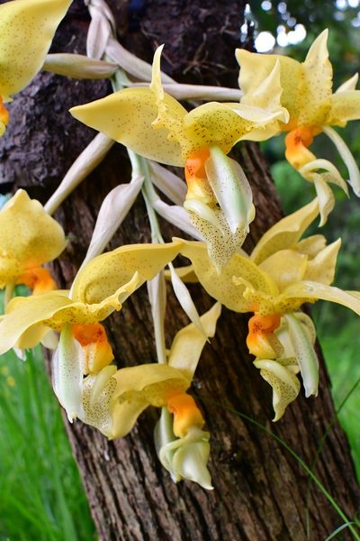 Stanhopea graveolens, photographed by Neptalí Ramírez Marcial