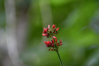 Russelia verticillata, photographed by Neptalí Ramírez Marcial