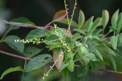 Gouania lupuloides, photographed by Neptalí Ramírez Marcial