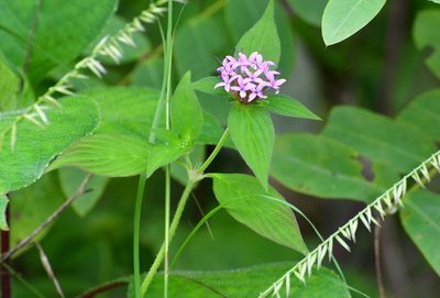 Crusea longiflora, photographed by Neptalí Ramírez Marcial