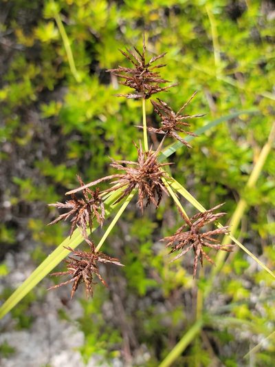 Cyperus planifolius, photographed by Jay Horn