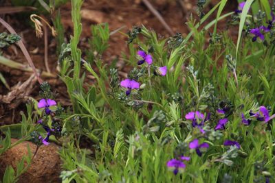 Polygala gracilenta, photographed by Tony Rebelo