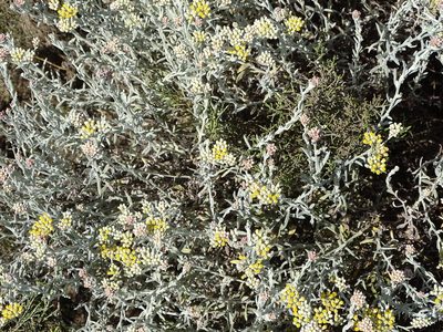 Helichrysum rosum, photographed by Shaun Swanepoel