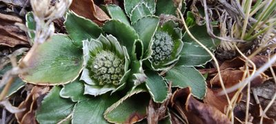 Eryngium humile, photographed by Santiago Martín-Bravo