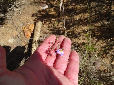 Chaenostoma caeruleum, photographed by Shaun Swanepoel