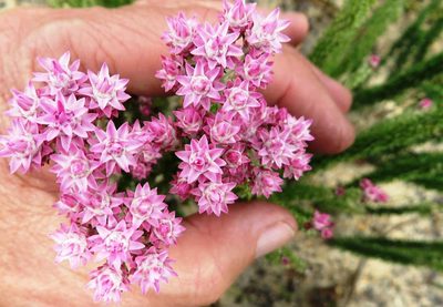 Lachnospermum umbellatum, photographed by linkie