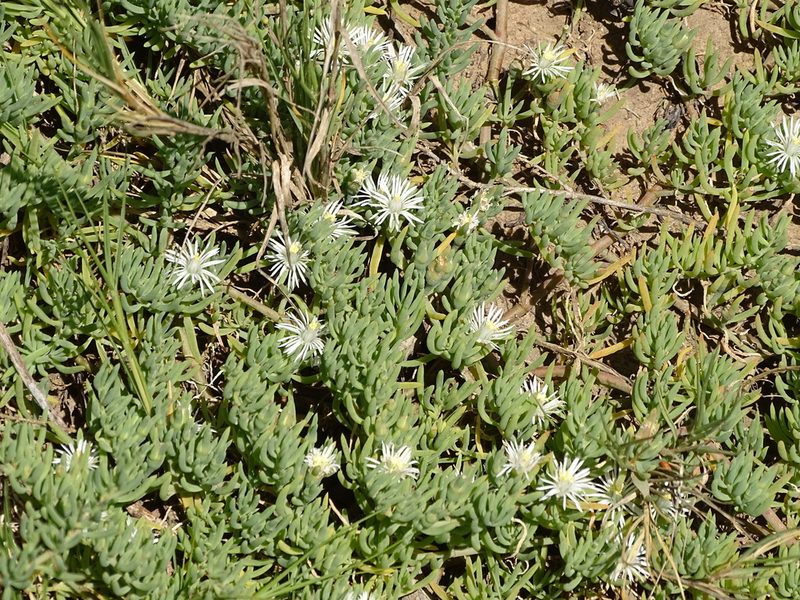 Mesembryanthemum parviflorum, photographed by Shaun Swanepoel