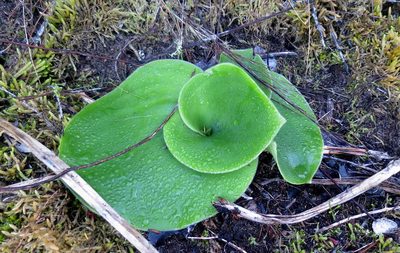 Satyrium princeps, photographed by Di Turner