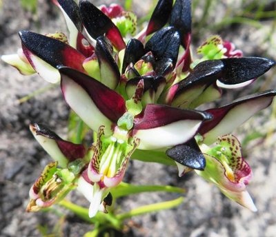 Disa atricapilla, photographed by linkie