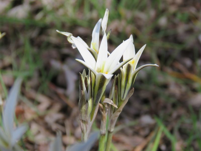 Tristagma patagonicum, photographed by Nicolas Olejnik