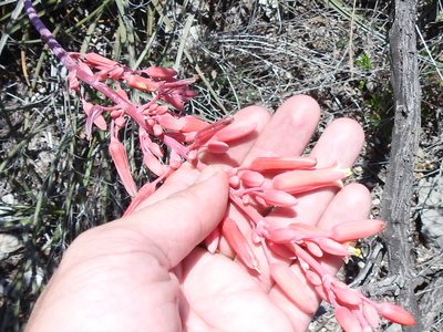 Hesperaloe parviflora, photographed by Sam Kieschnick