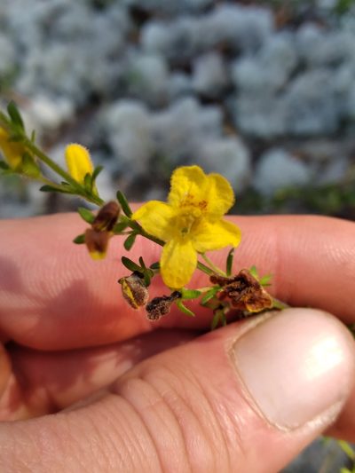 Seymeria pectinata, photographed by Scott Ward