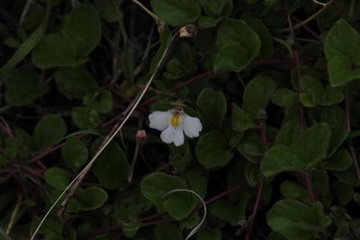 Diclis rotundifolia, photographed by Tony Rebelo