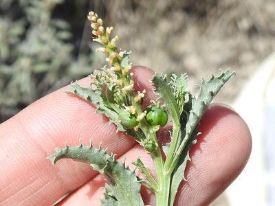 Stillingia treculiana, photographed by Sam Kieschnick