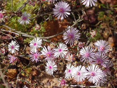 Lampranthus emarginatoides, photographed by Shaun Swanepoel