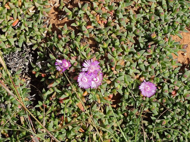 Ruschia lineolata, photographed by Shaun Swanepoel