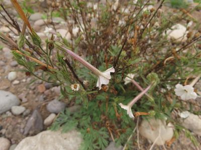 Nicotiana acuminata, photographed by Nicolás Lavandero