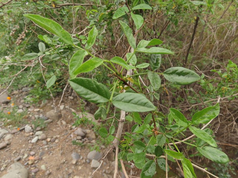 Grimolobium glandulosum, photographed by Nicolás Lavandero