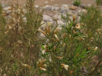 Baccharis linearis, photographed by Nicolás Lavandero