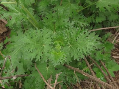 Loasa prostrata, photographed by Nicolás Lavandero