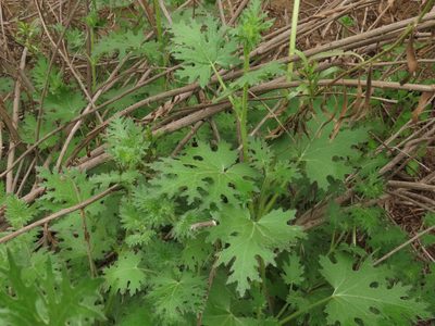 Loasa prostrata, photographed by Nicolás Lavandero
