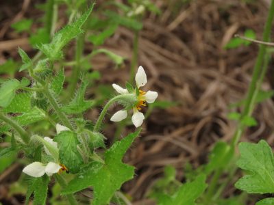 Loasa triloba, photographed by Nicolás Lavandero