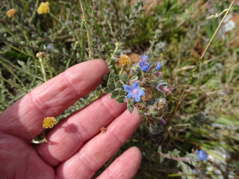 Lobostemon echioides, photographed by Shaun Swanepoel