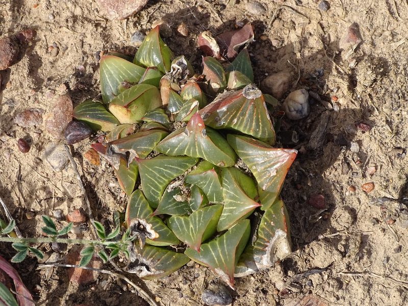 Haworthia retusa, photographed by Shaun Swanepoel
