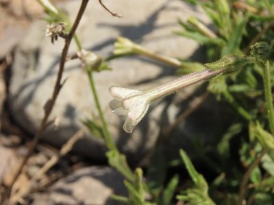Nicotiana acuminata, photographed by Nicolás Lavandero