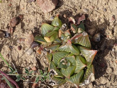Haworthia retusa, photographed by Shaun Swanepoel